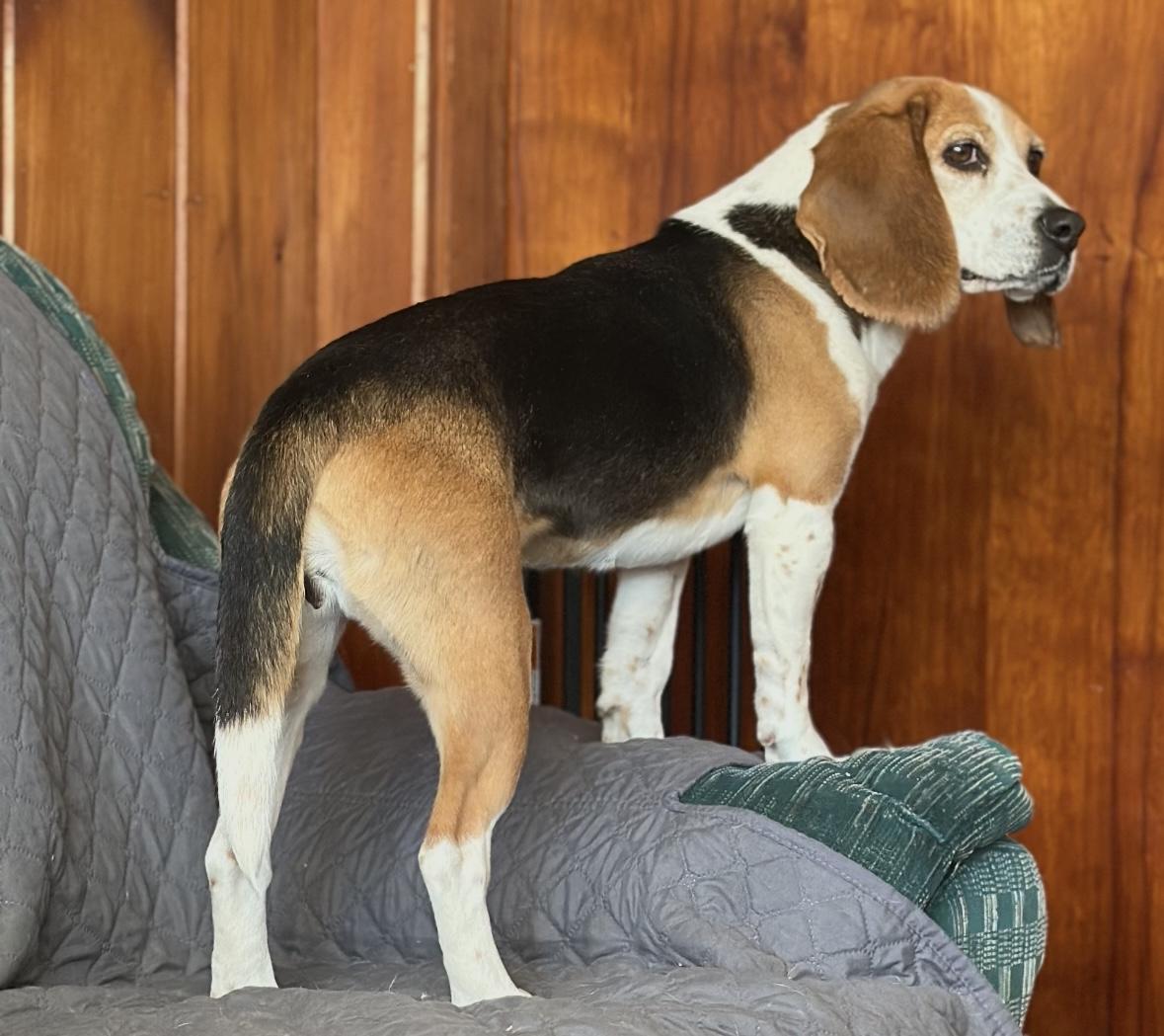 Enlarge Autumn, a Adoptable Beagle in Willington, CT image 2/6
