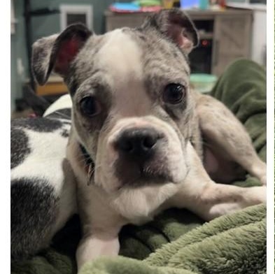 Enlarge Tiger - pending, a Adoptable mixed breed in Littleton, CO image 2/3