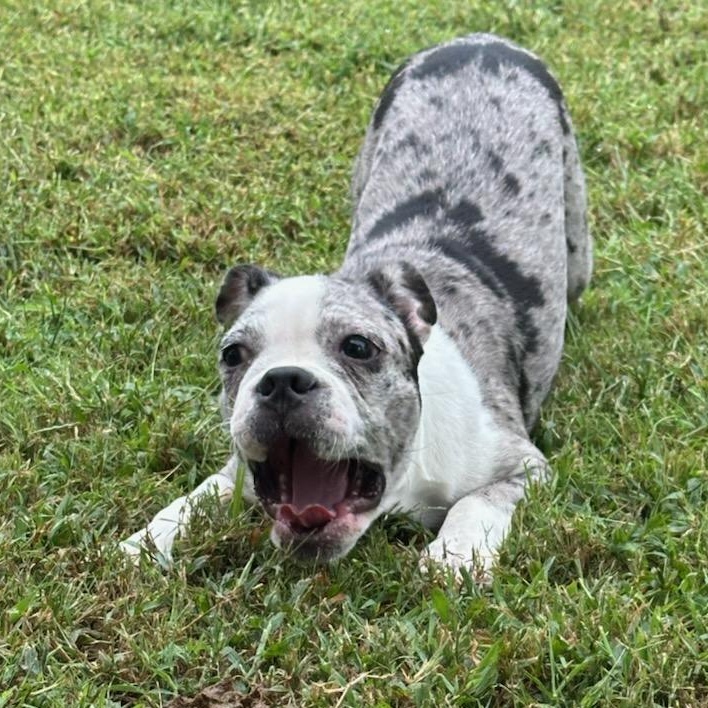 Tiger - pending, Adoptable, Puppy Male Boston Terrier.