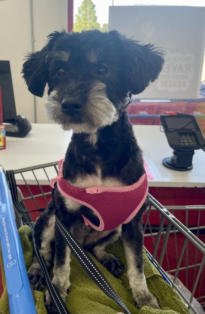 Bella, a Adopted mixed breed in Richardson, TX image 1/2