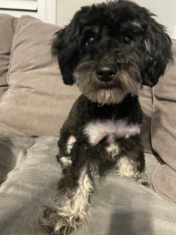 Bella, a Adopted mixed breed in Richardson, TX image 2/2