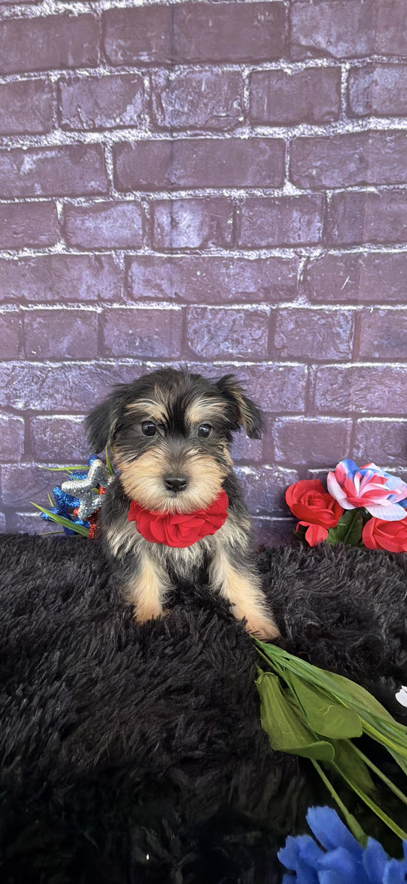 Walnut, adopted, Puppy Female Havanese & Yorkshire Terrier.