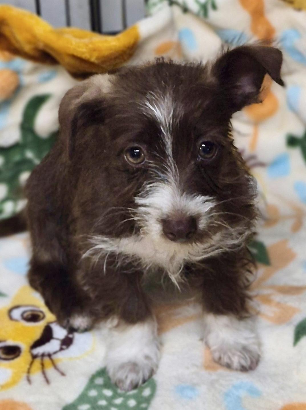 Gadget, an adopted mixed breed in Los Angeles, CA image 2/3