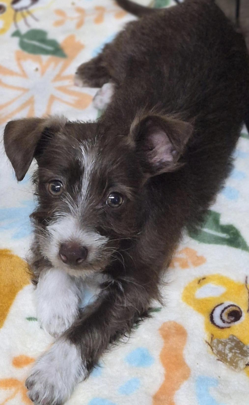 Gadget, adopted, Puppy Male Miniature Schnauzer & Yorkshire Terrier.