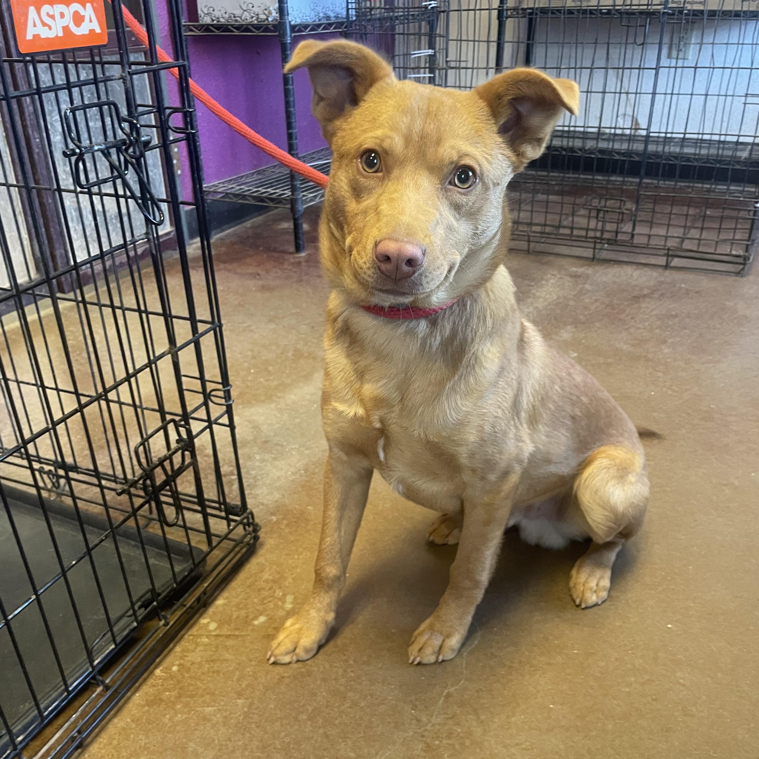 Enlarge Joe, a ADOPTABLE mixed breed in Fort Collins, CO image 3/6