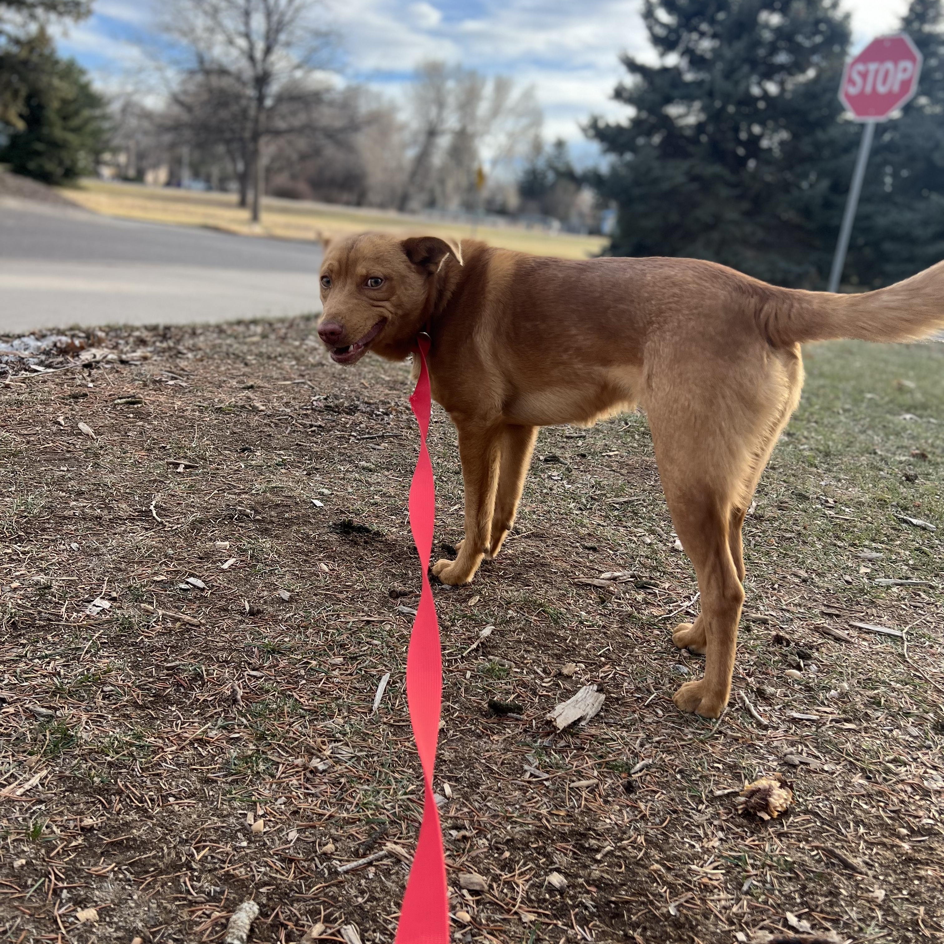 Enlarge Joe, a ADOPTABLE mixed breed in Fort Collins, CO image 5/6