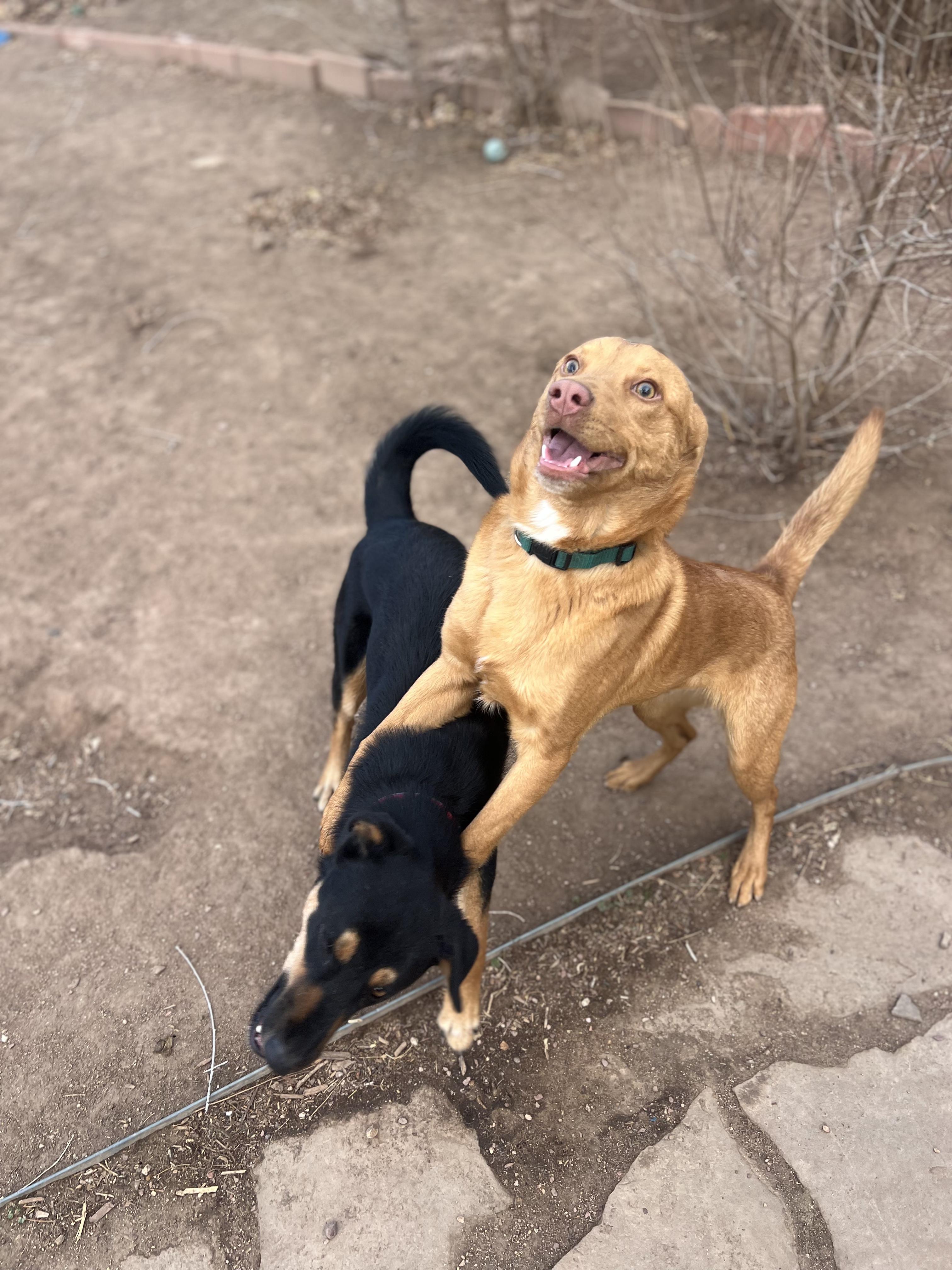 Enlarge Joe, a ADOPTABLE mixed breed in Fort Collins, CO image 6/6