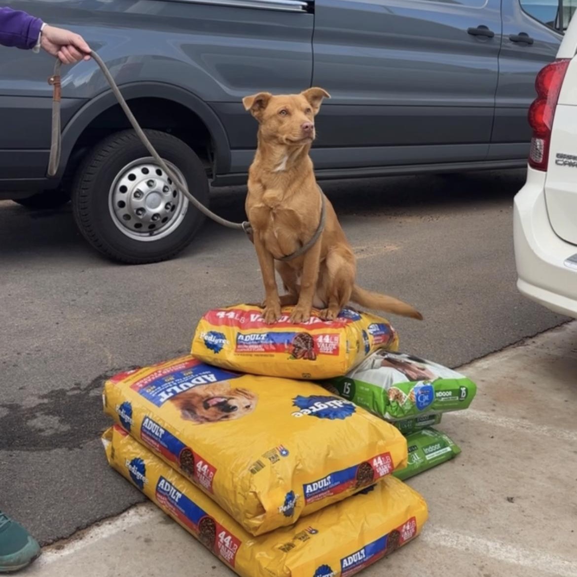Enlarge Joe, a ADOPTABLE mixed breed in Fort Collins, CO image 1/6