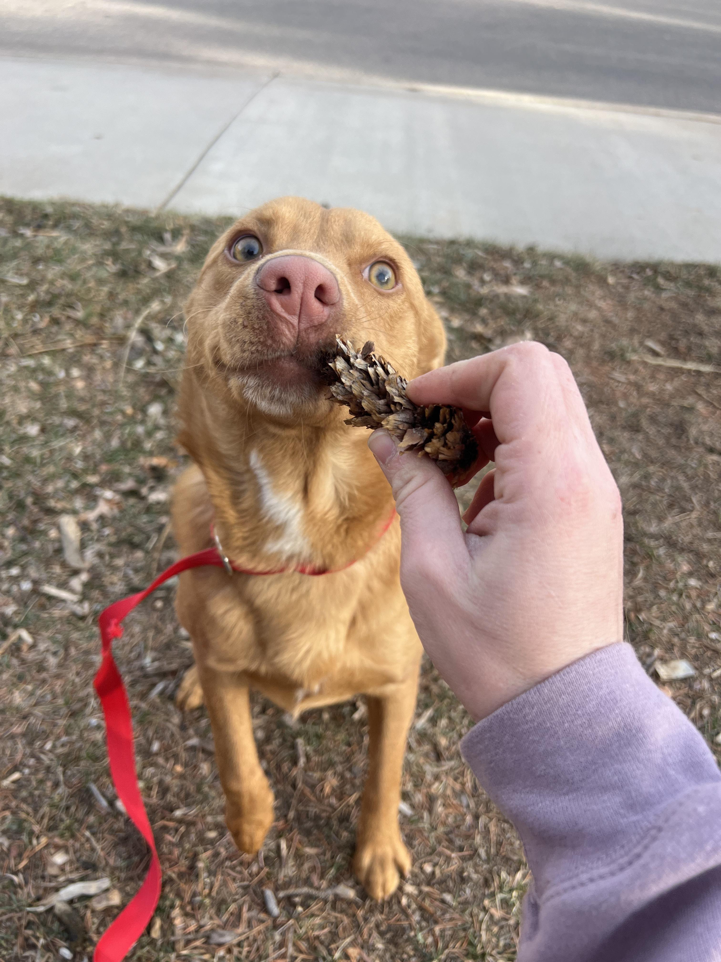 Enlarge Joe, a ADOPTABLE mixed breed in Fort Collins, CO image 4/6