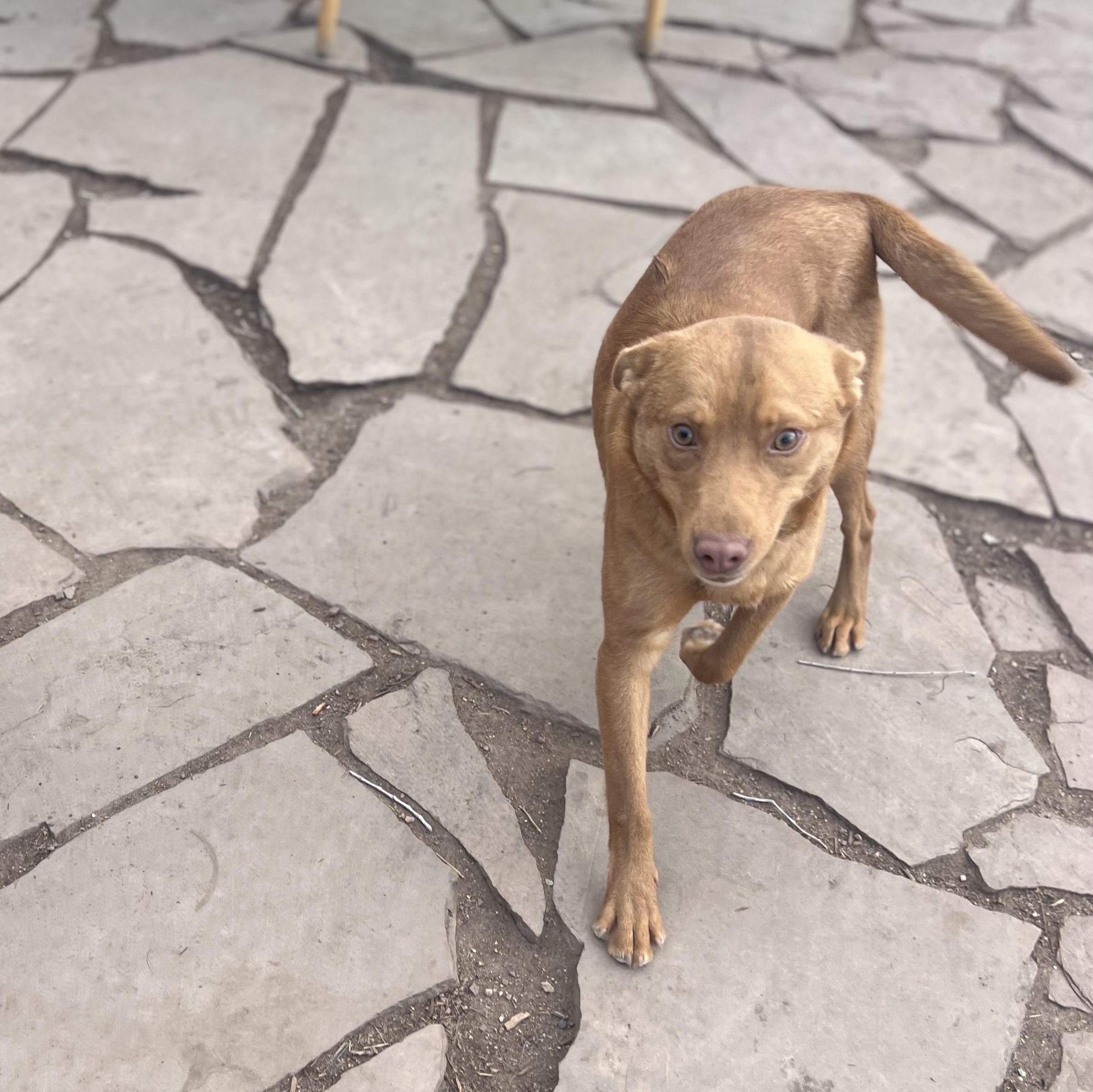 Enlarge Joe, a ADOPTABLE mixed breed in Fort Collins, CO image 2/6