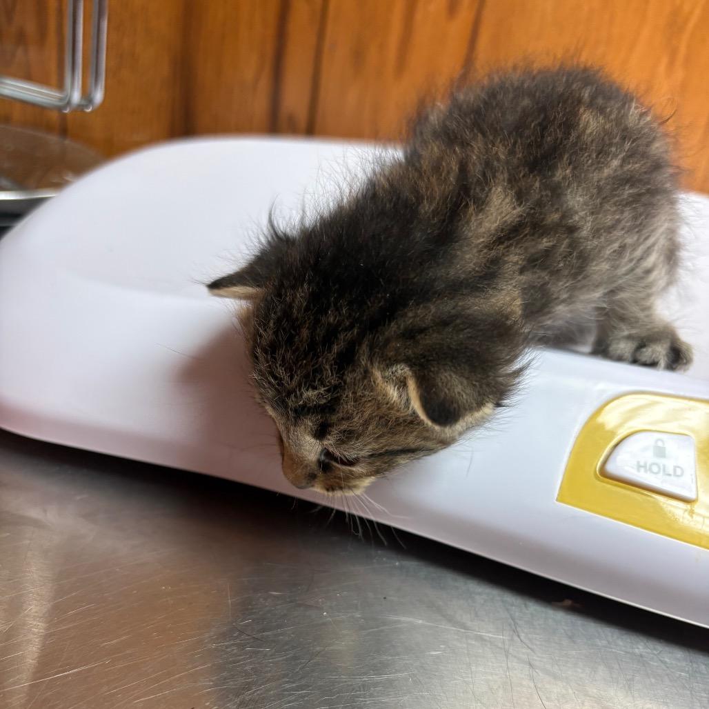 Lentil, Adoptable, Kitten Male American Shorthair.