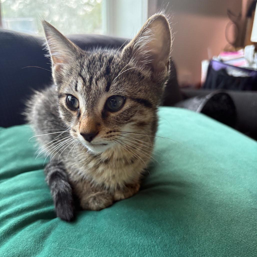 Lentil, a Adoptable American Shorthair in Greenfield, IN image 2/2