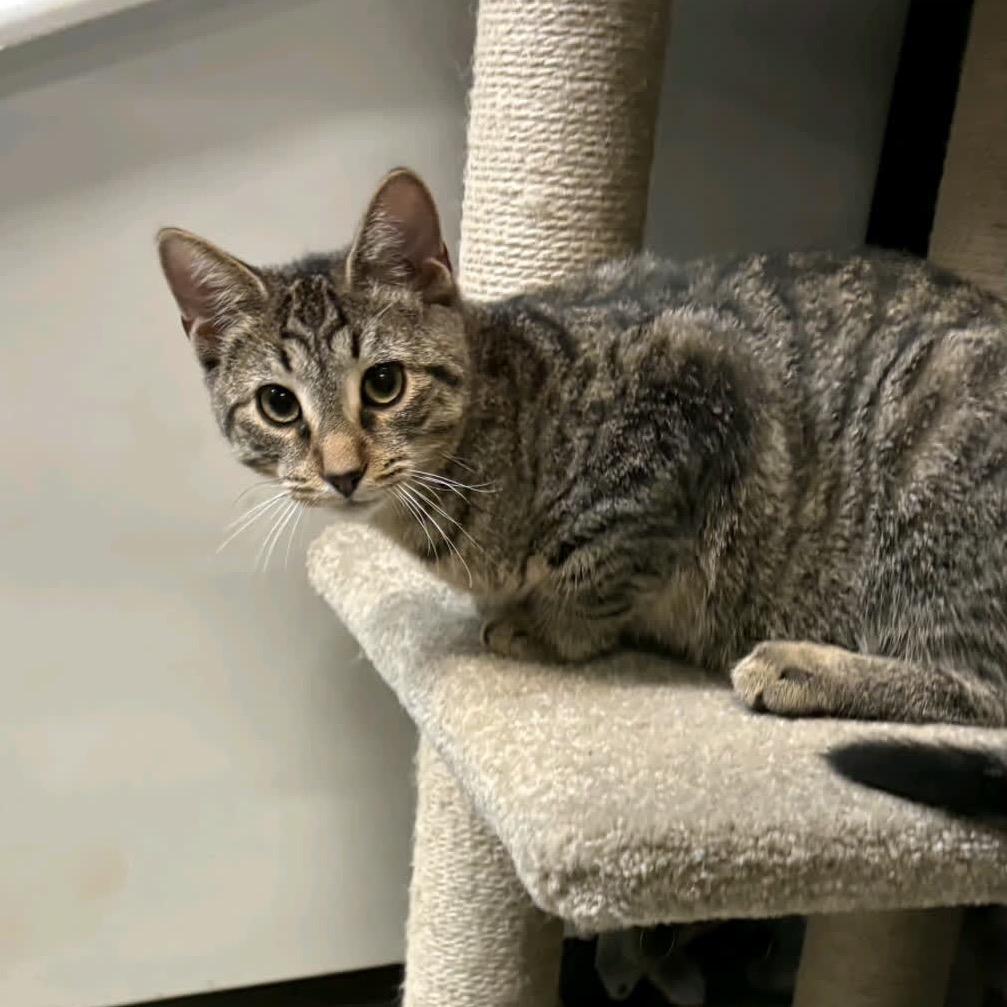 Enlarge Lentil, a Adoptable American Shorthair in Greenfield, IN image 3/4