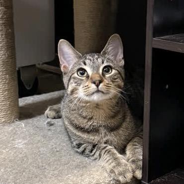 Enlarge Lentil, a Adoptable American Shorthair in Greenfield, IN image 4/4