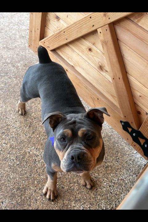 Enlarge Buster Brown, an adopted mixed breed in Portland, OR video 6/6