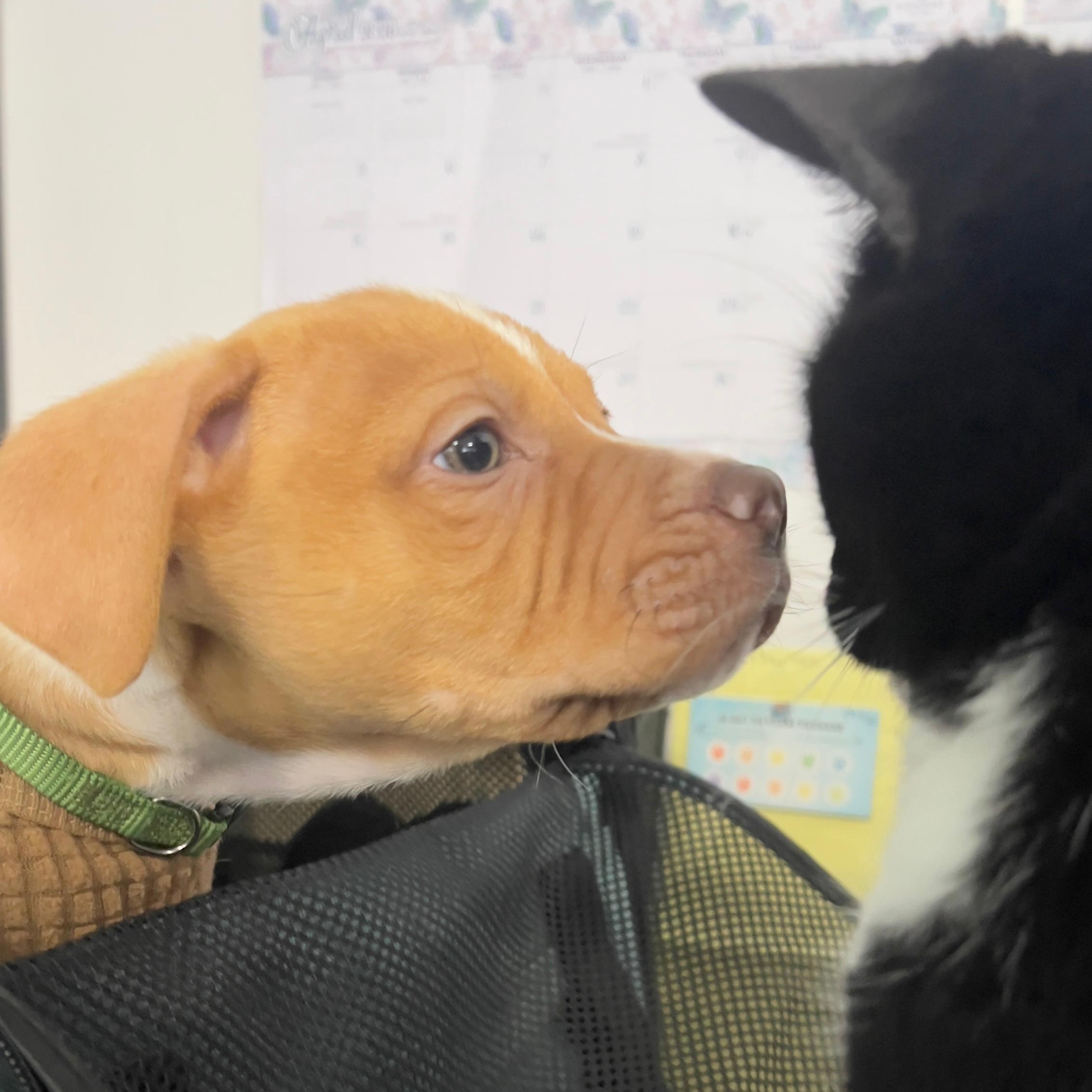 Enlarge Axl (Rose - Rock Music Legends), a Adoptable mixed breed in Midland, MI image 3/4