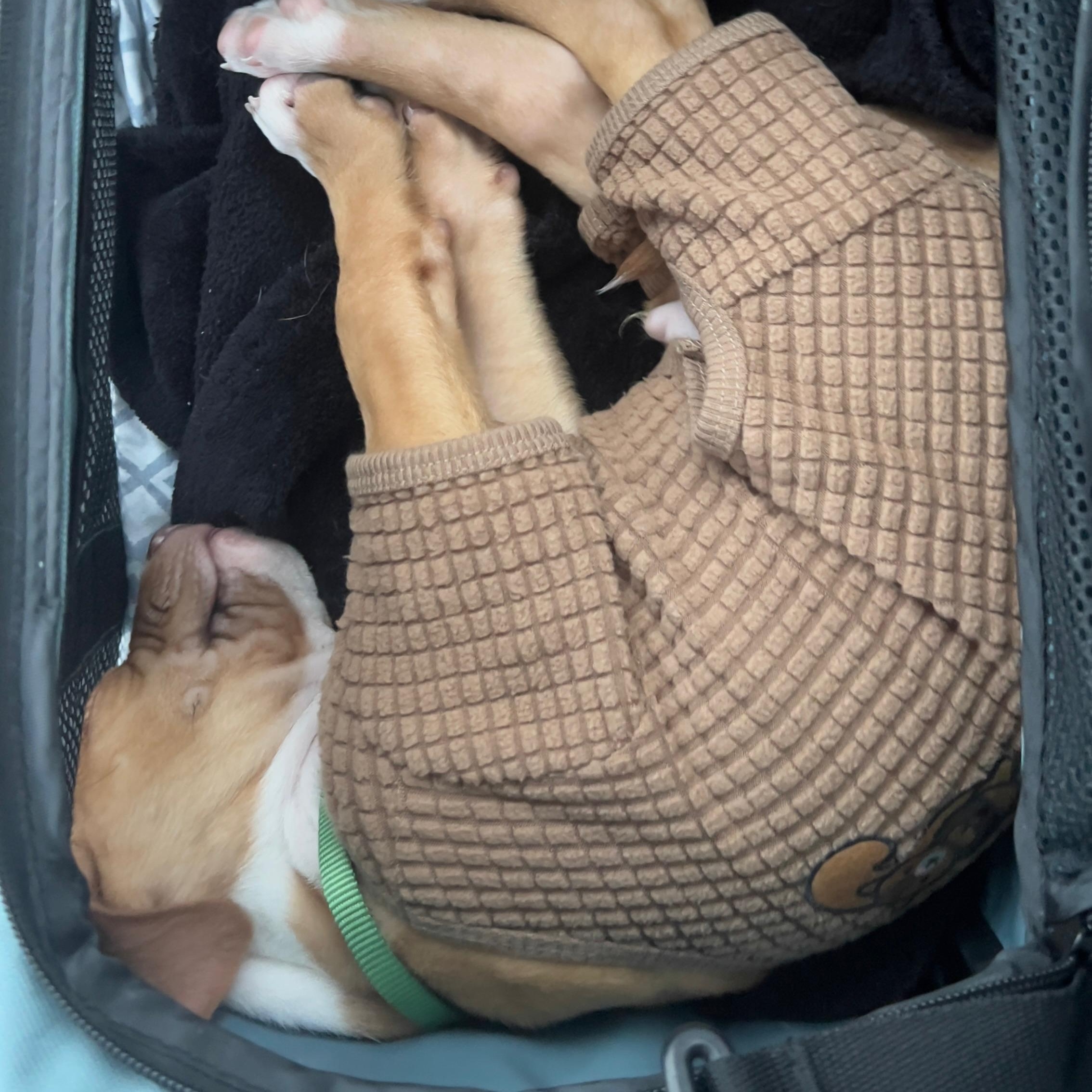 Enlarge Axl (Rose - Rock Music Legends), a Adoptable mixed breed in Midland, MI image 4/4