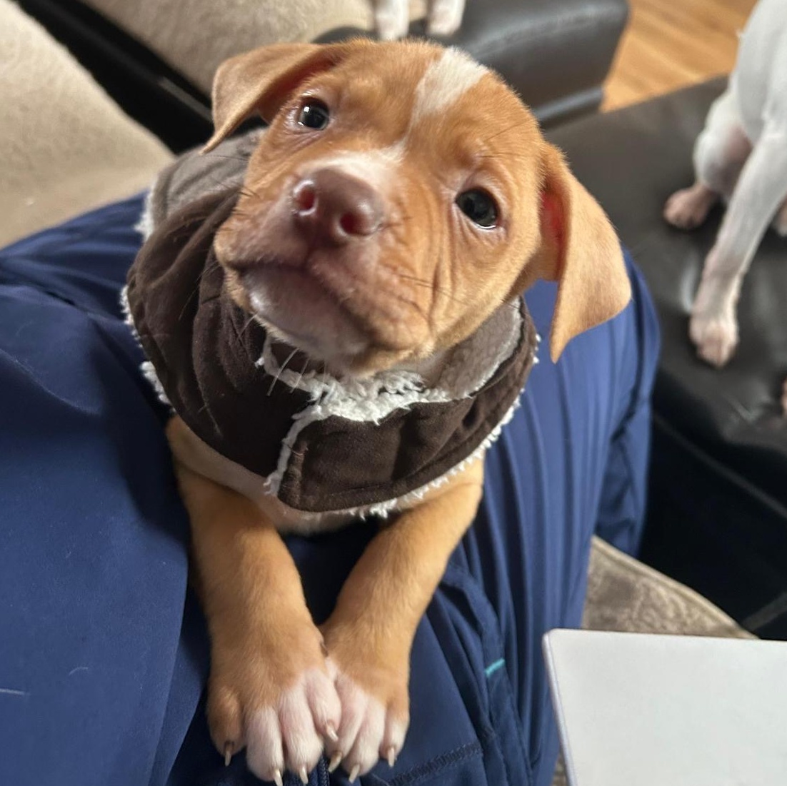 Enlarge Axl (Rose - Rock Music Legends), a Adoptable mixed breed in Midland, MI image 1/4