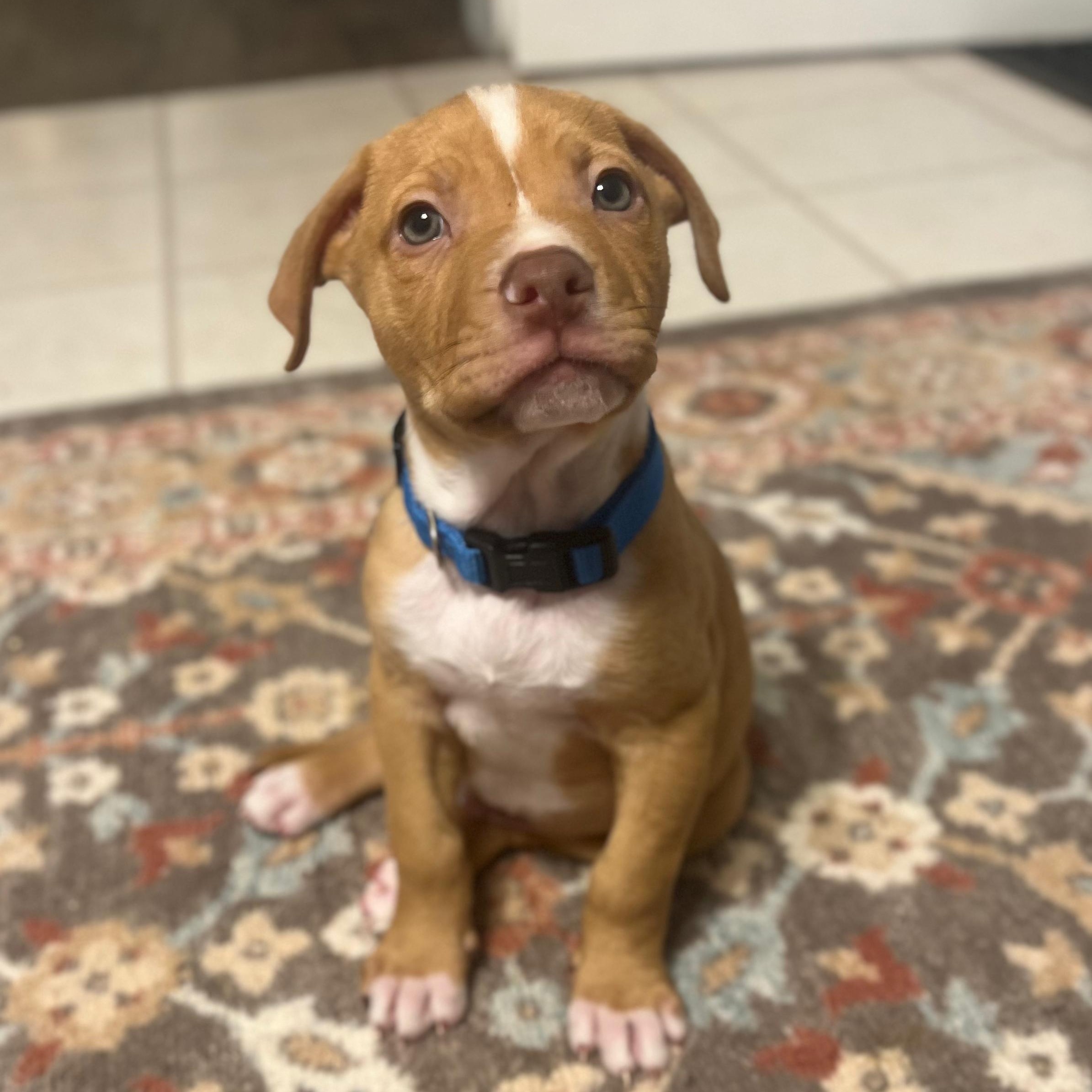 Enlarge Axl (Rose - Rock Music Legends), a Adoptable mixed breed in Midland, MI image 2/4