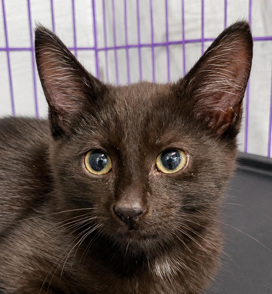 Enlarge Kitten Dagger, a Adoptable Domestic Short Hair in Cuyahoga Falls, OH image 1/2
