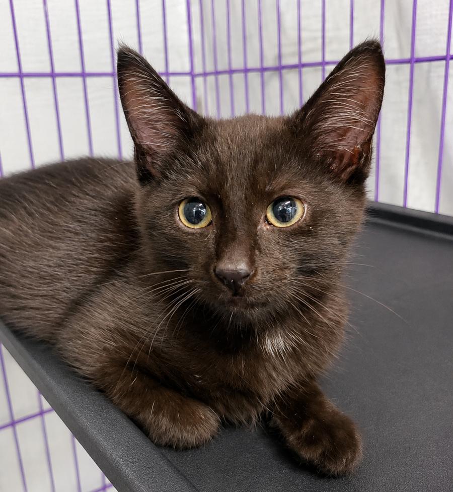 Enlarge Kitten Dagger, a Adoptable Domestic Short Hair in Cuyahoga Falls, OH image 2/2