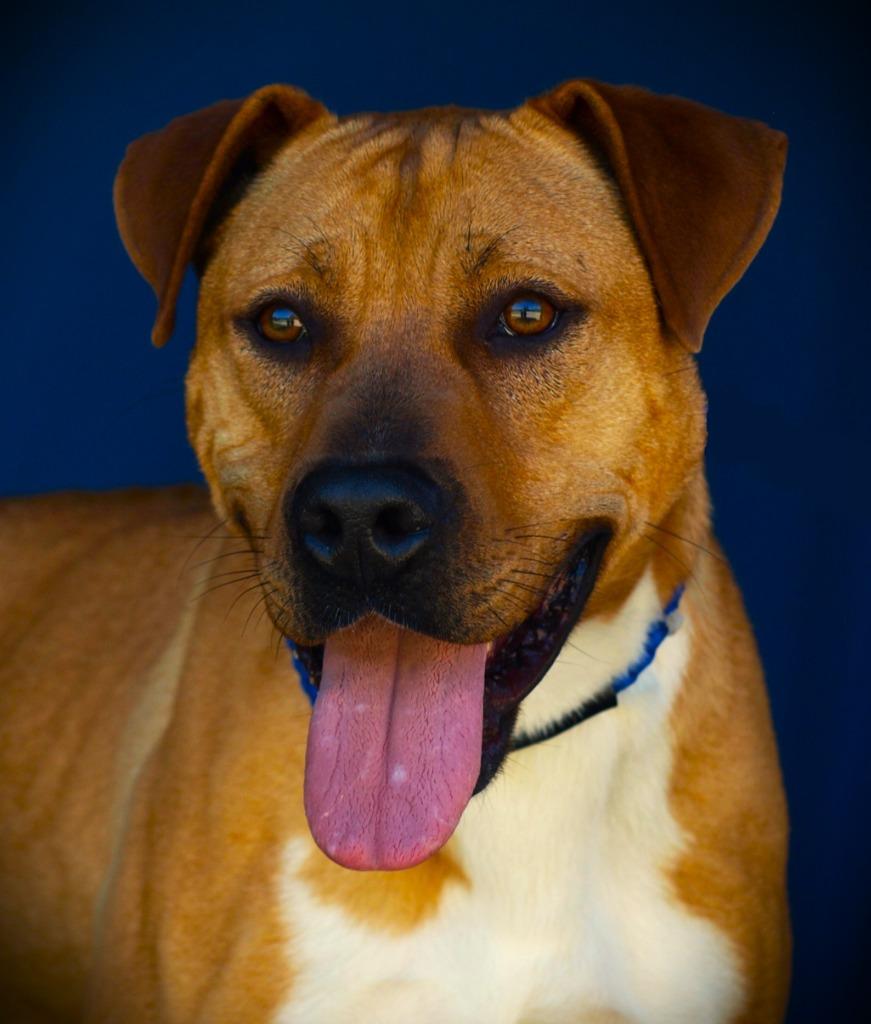 Enlarge Samuel, a Adoptable mixed breed in Denham Springs, LA image 1/1