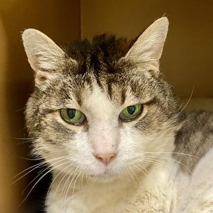 Enlarge Bernard, a Adoptable mixed breed in Burlington, WA image 1/3