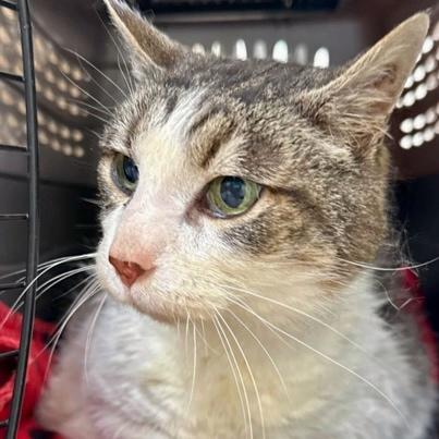 Bernard, Adoptable, Adult Male Domestic Medium Hair & Domestic Short Hair.