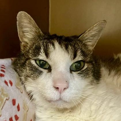 Enlarge Bernard, a Adoptable mixed breed in Burlington, WA image 2/3