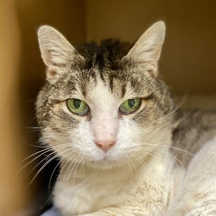 Enlarge Bernard, a Adoptable mixed breed in Burlington, WA image 3/3