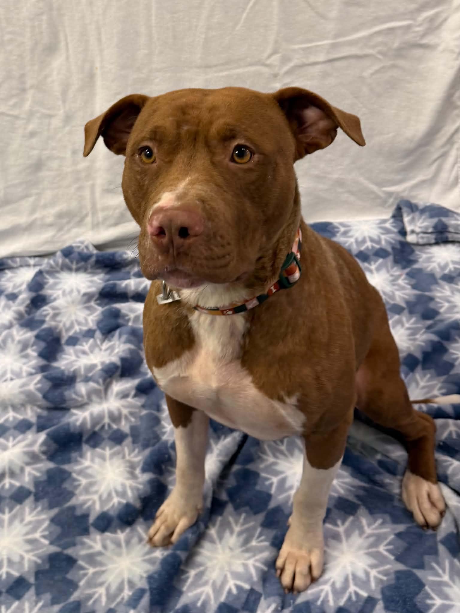 Enlarge Shaboozy, a ADOPTABLE mixed breed in Martinsville, IN image 3/3