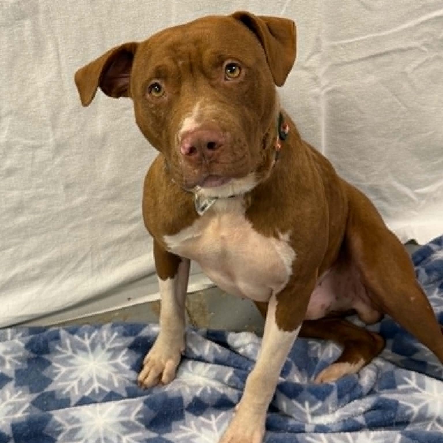 Enlarge Shaboozy, a ADOPTABLE mixed breed in Martinsville, IN image 1/3