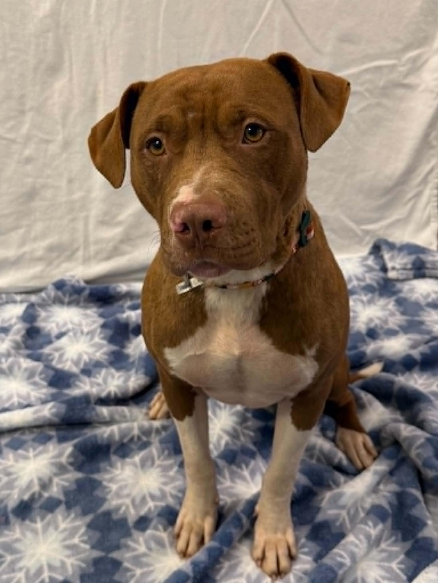 Enlarge Shaboozy, a ADOPTABLE mixed breed in Martinsville, IN image 2/3