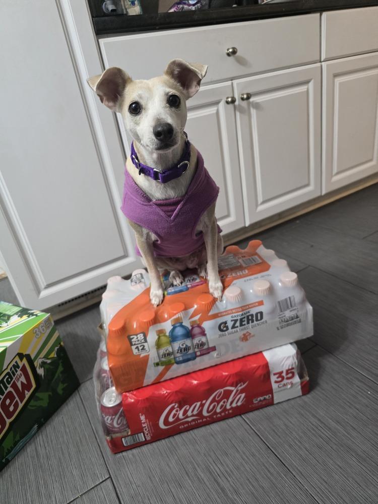 Ginny (PW 1218), Adoptable, Adult Female Terrier.