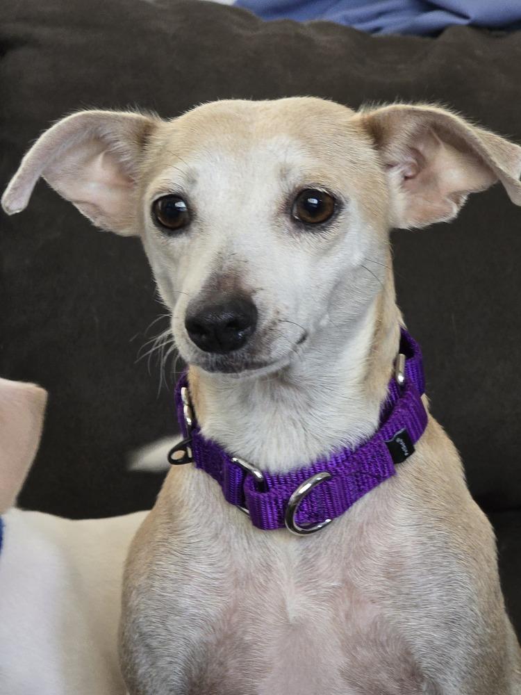 Enlarge Ginny (PW 1218), a Adoptable mixed breed in Plymouth, MI image 2/6