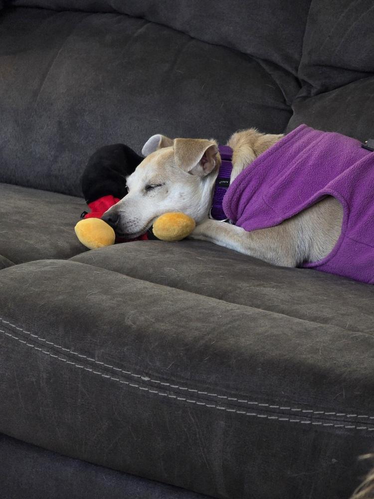 Enlarge Ginny (PW 1218), a Adoptable mixed breed in Plymouth, MI image 3/6