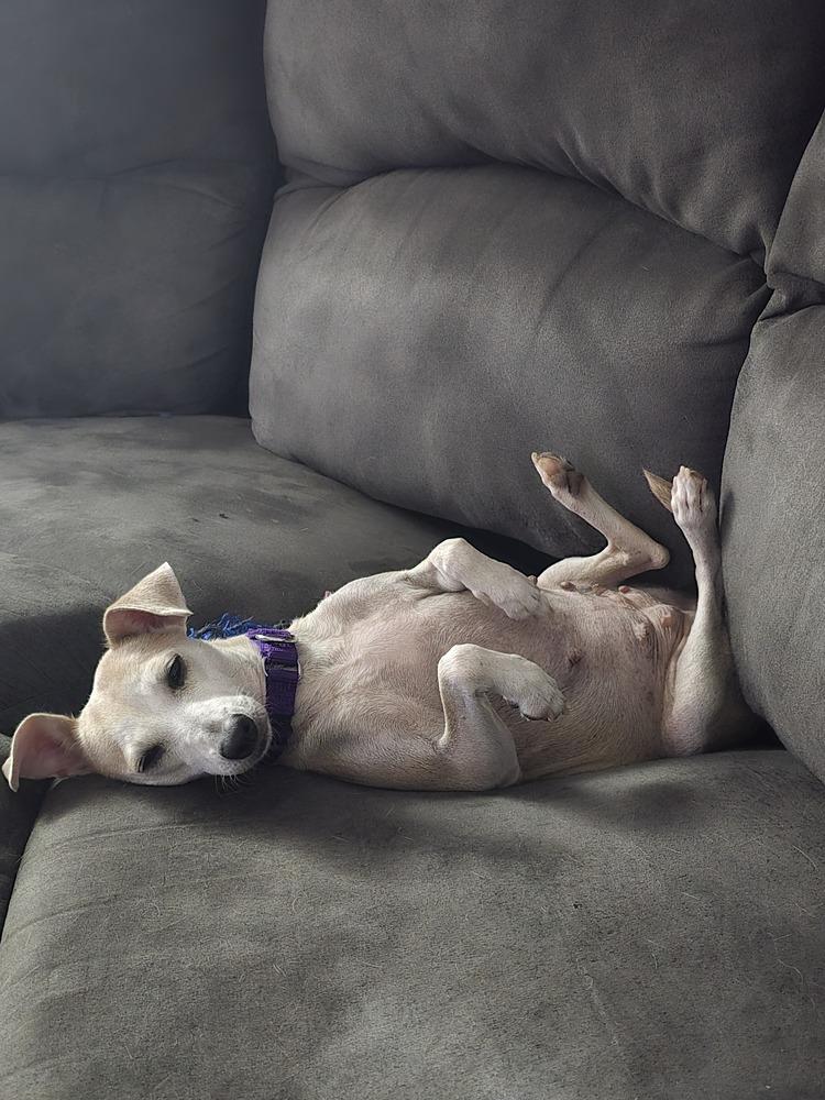 Enlarge Ginny (PW 1218), a Adoptable mixed breed in Plymouth, MI image 4/6