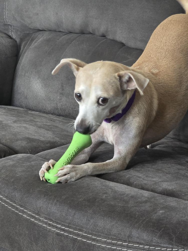 Enlarge Ginny (PW 1218), a Adoptable mixed breed in Plymouth, MI image 5/6