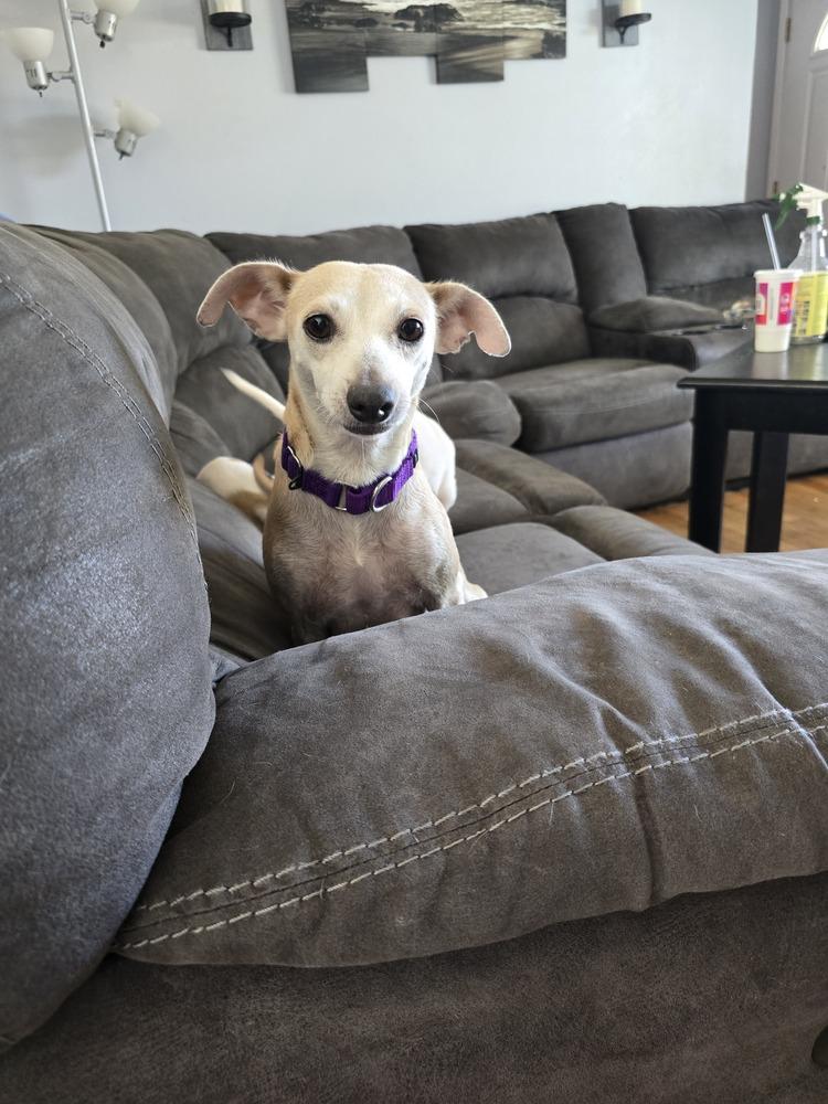 Enlarge Ginny (PW 1218), a Adoptable mixed breed in Plymouth, MI image 6/6