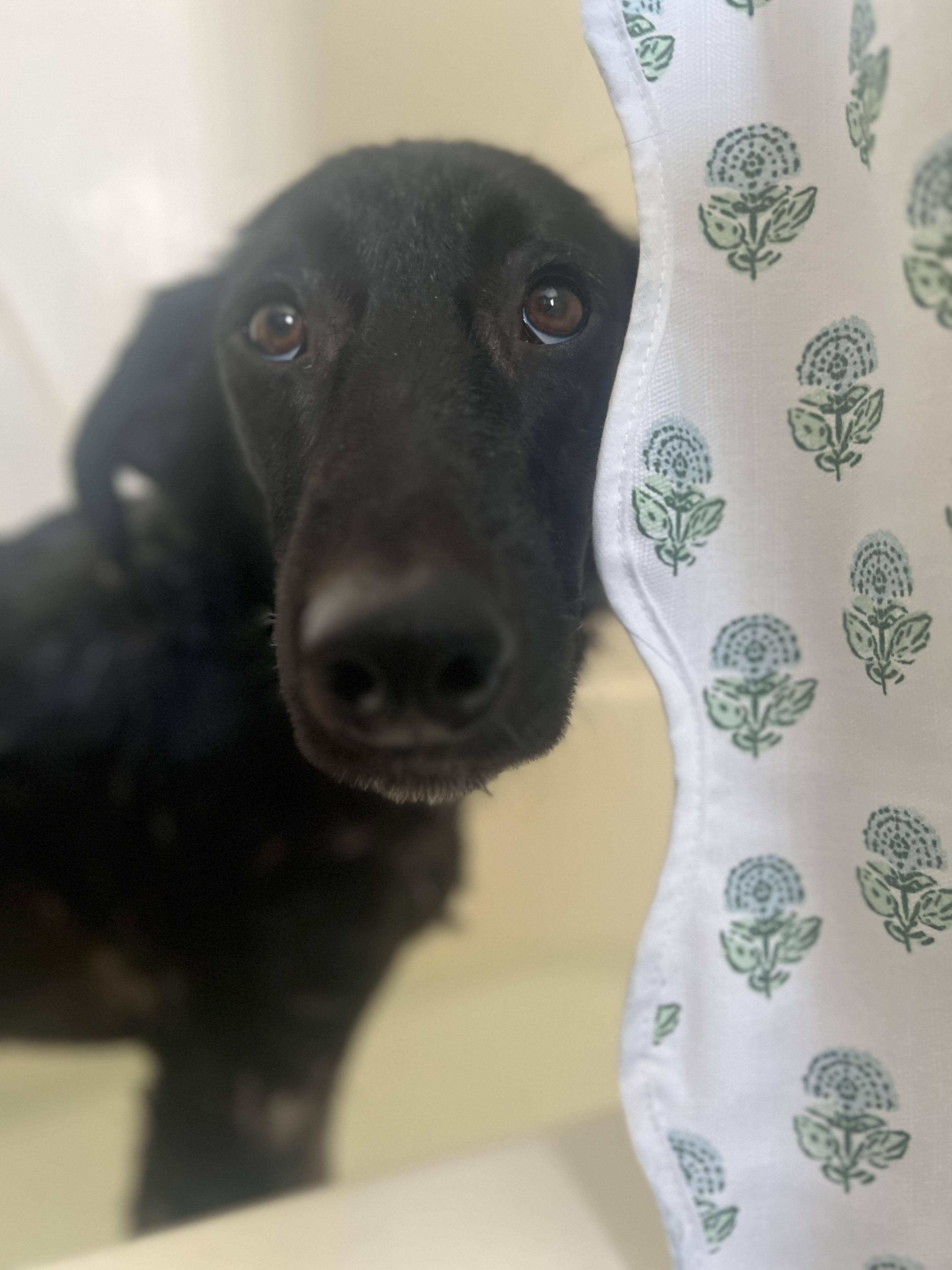 Enlarge Leia, an adopted Labrador Retriever in Indianapolis, IN image 4/6