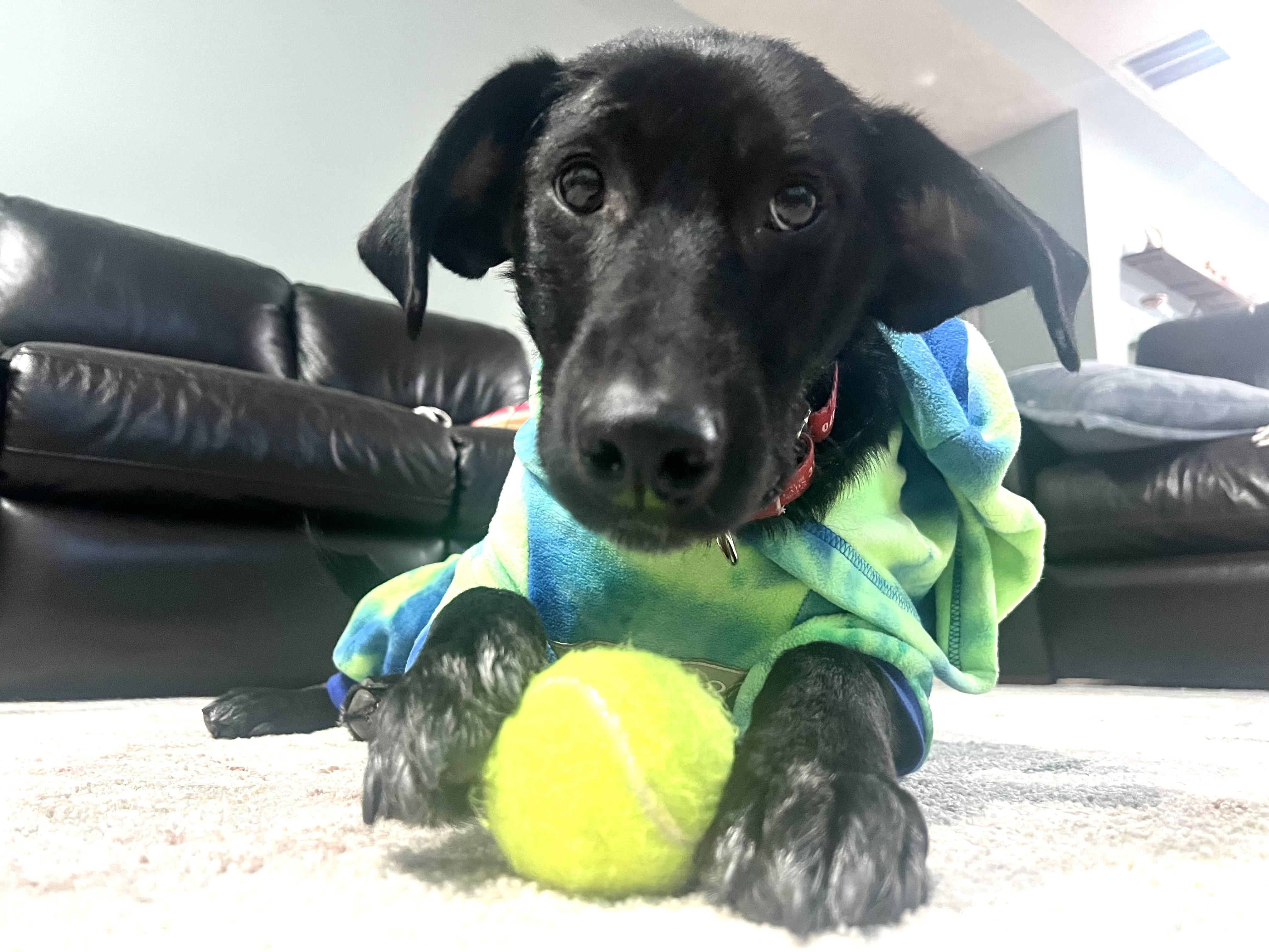 Leia, adopted, Young Female Labrador Retriever.