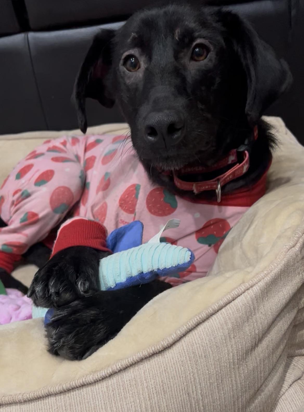 Enlarge Leia, an adopted Labrador Retriever in Indianapolis, IN image 2/6