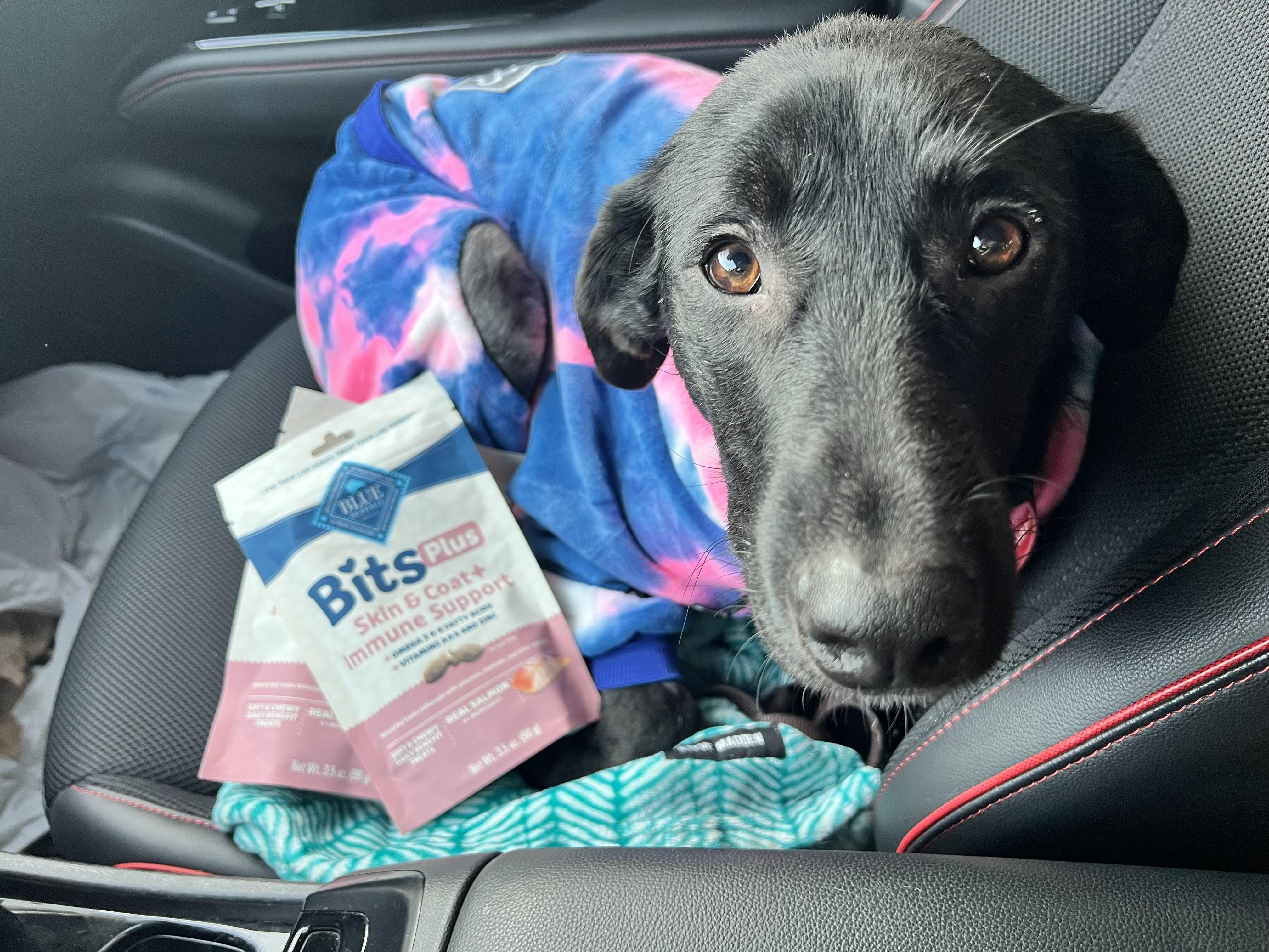 Enlarge Leia, an adopted Labrador Retriever in Indianapolis, IN image 6/6