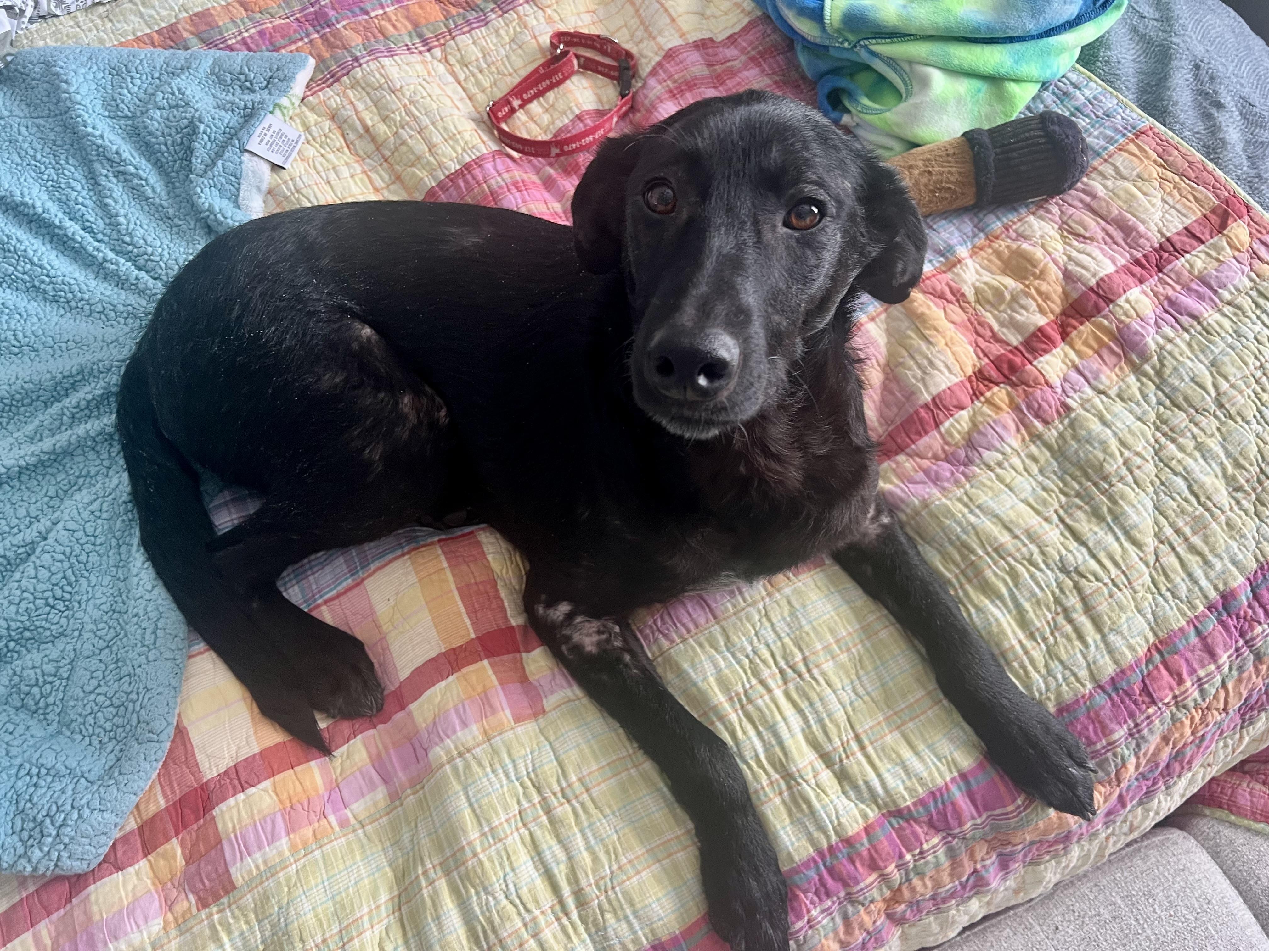 Enlarge Leia, an adopted Labrador Retriever in Indianapolis, IN image 5/6
