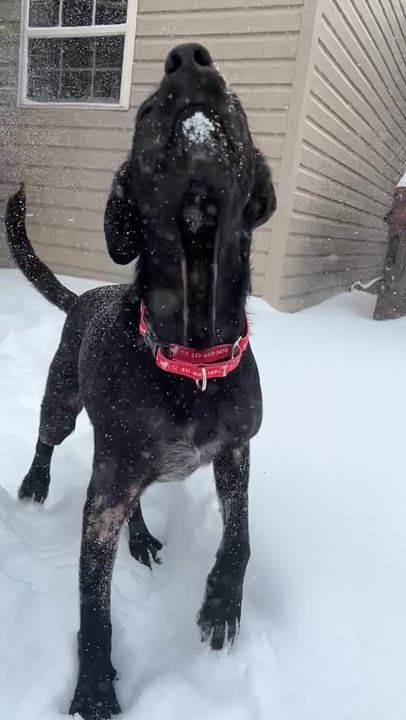Enlarge Leia, an adopted Labrador Retriever in Indianapolis, IN video 3/6