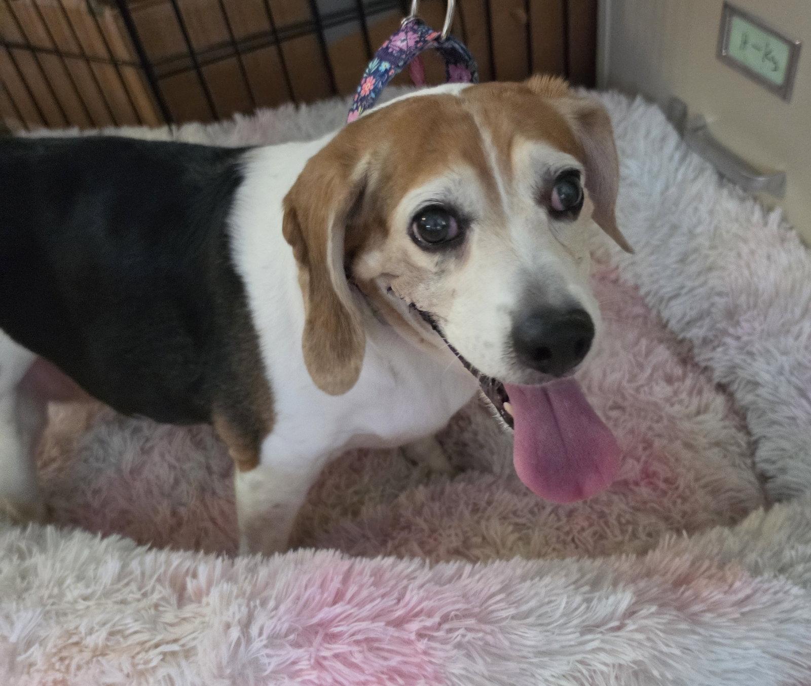 Babette (Pepper), a Adopted Beagle in Las Vegas, NV image 1/3