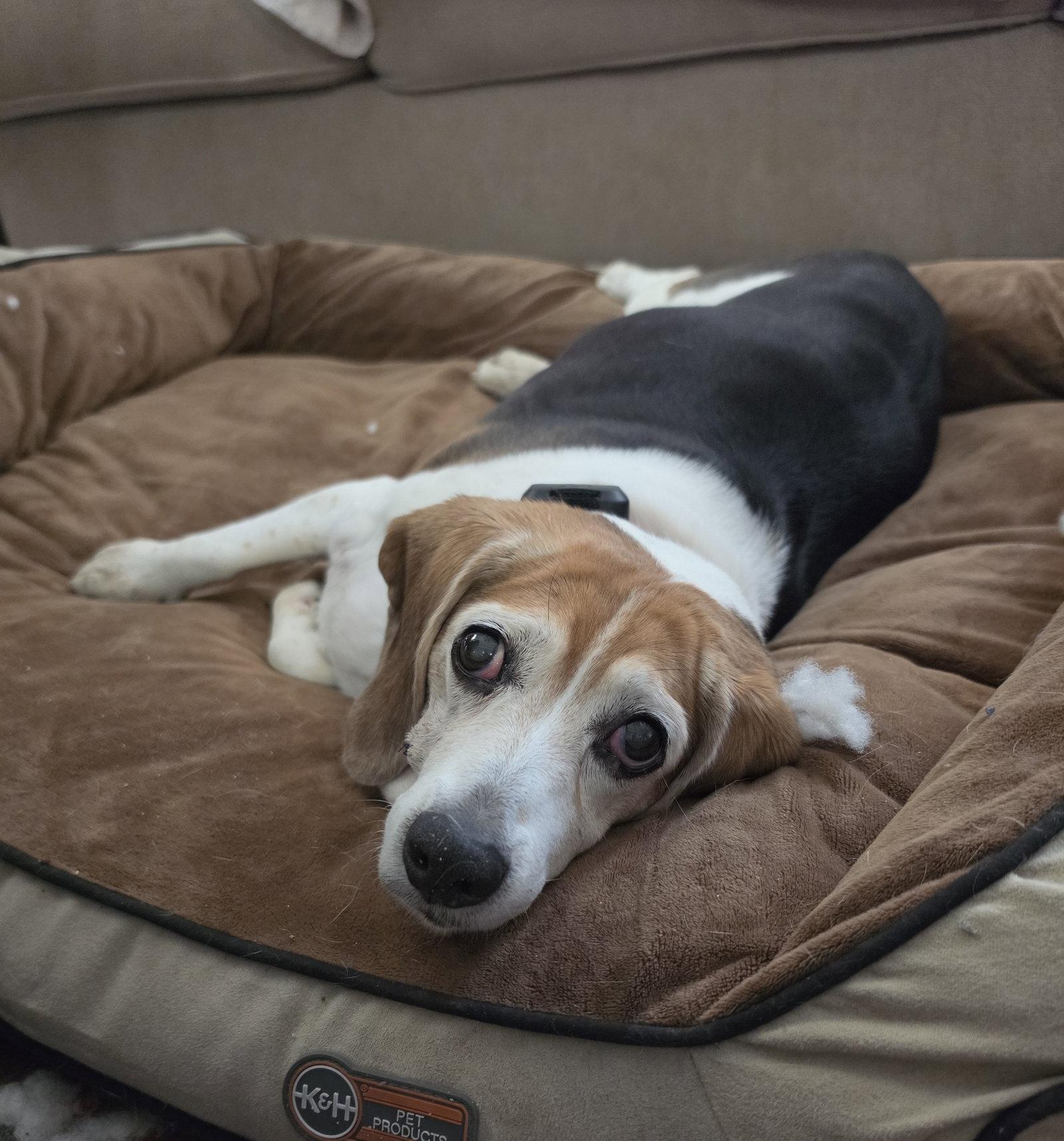 Babette (Pepper), a Adopted Beagle in Las Vegas, NV image 2/3