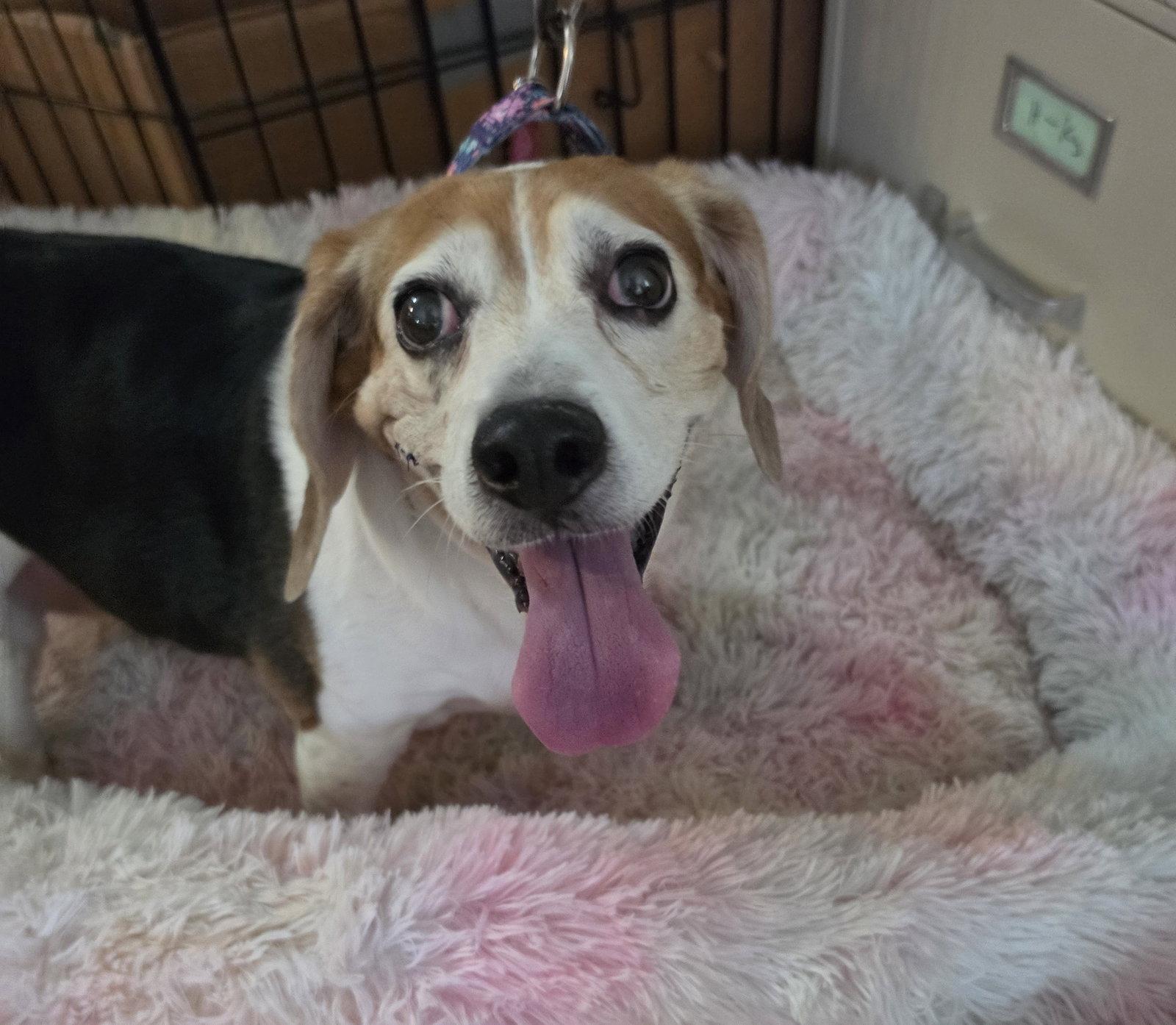 Babette (Pepper), a Adopted Beagle in Las Vegas, NV image 3/3
