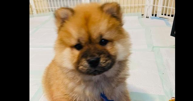 Enlarge Dave, a Adoptable mixed breed in Richardson, TX image 1/5