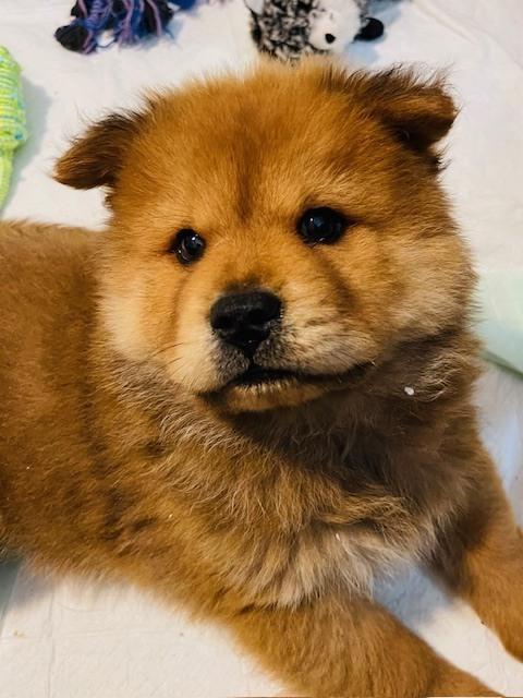 Enlarge Dave, a Adoptable mixed breed in Richardson, TX image 3/5
